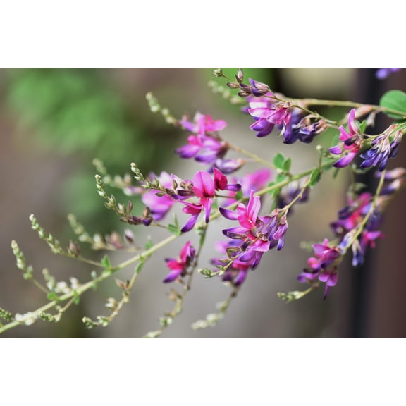 100 SLENDER BUSH CLOVER Lespedeza Virginica Bushclover Native Shrub Pink Purple Flower Legume Seeds
