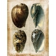 thumbnail image 2 of Vision Studio  15x18 Black Ornate Wood Framed with Double Matting Museum Art Print Titled - Small Antiquarian Seashells III, 2 of 4