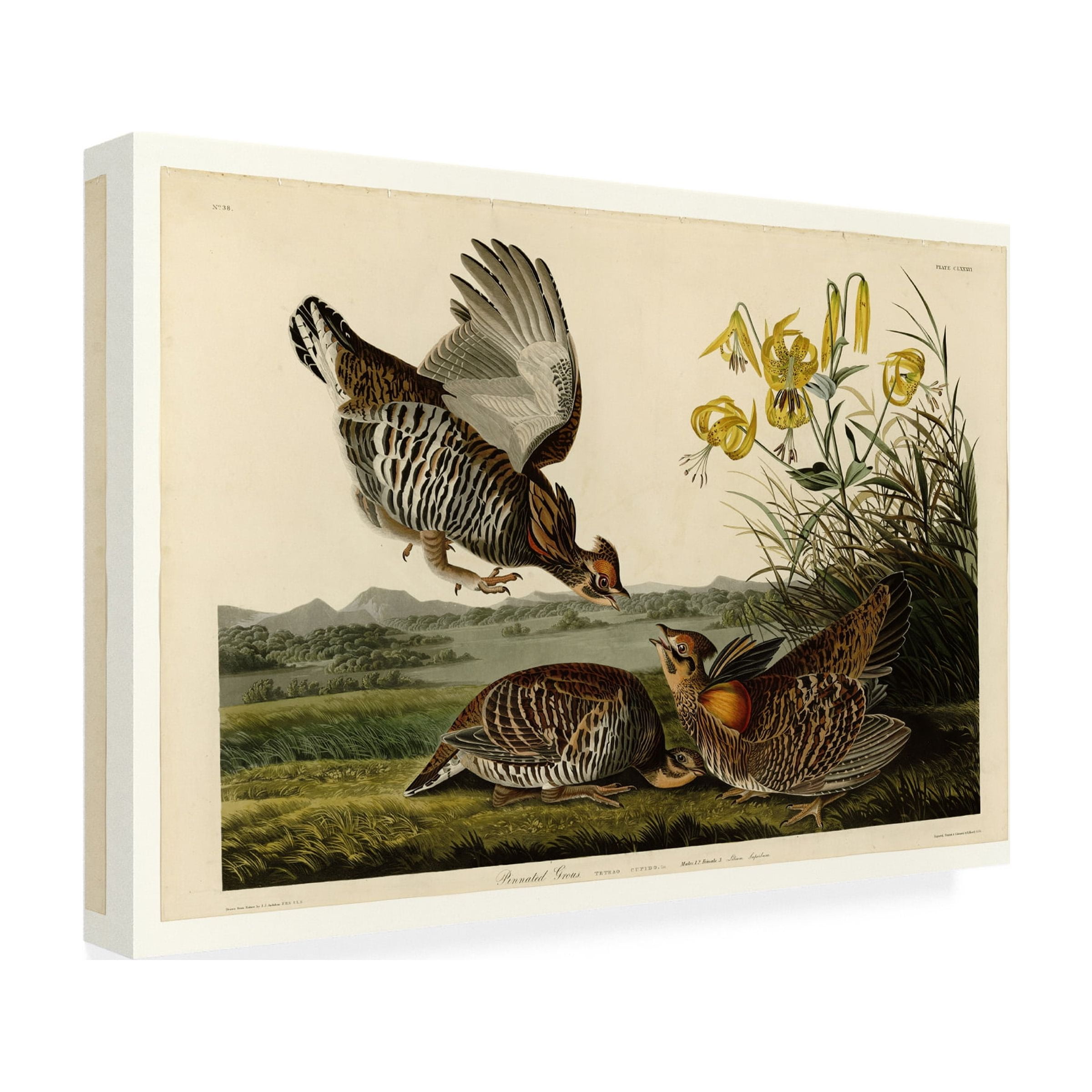 Audubon 'Pinnated Grouseplate 186' Canvas Art