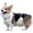 L-Yellow-female, variant on HQREA Cute Dog Belly Cover Waterproof Dogs BellyBand Comfy Pet Diaper Wrap for Outdoor