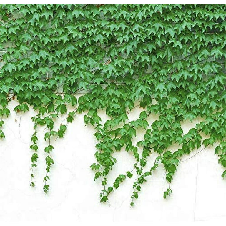 100 Ivy Vine Liana Seeds Green Vines Climbing Beautiful Ground-Creeping Plants Bonsai Home