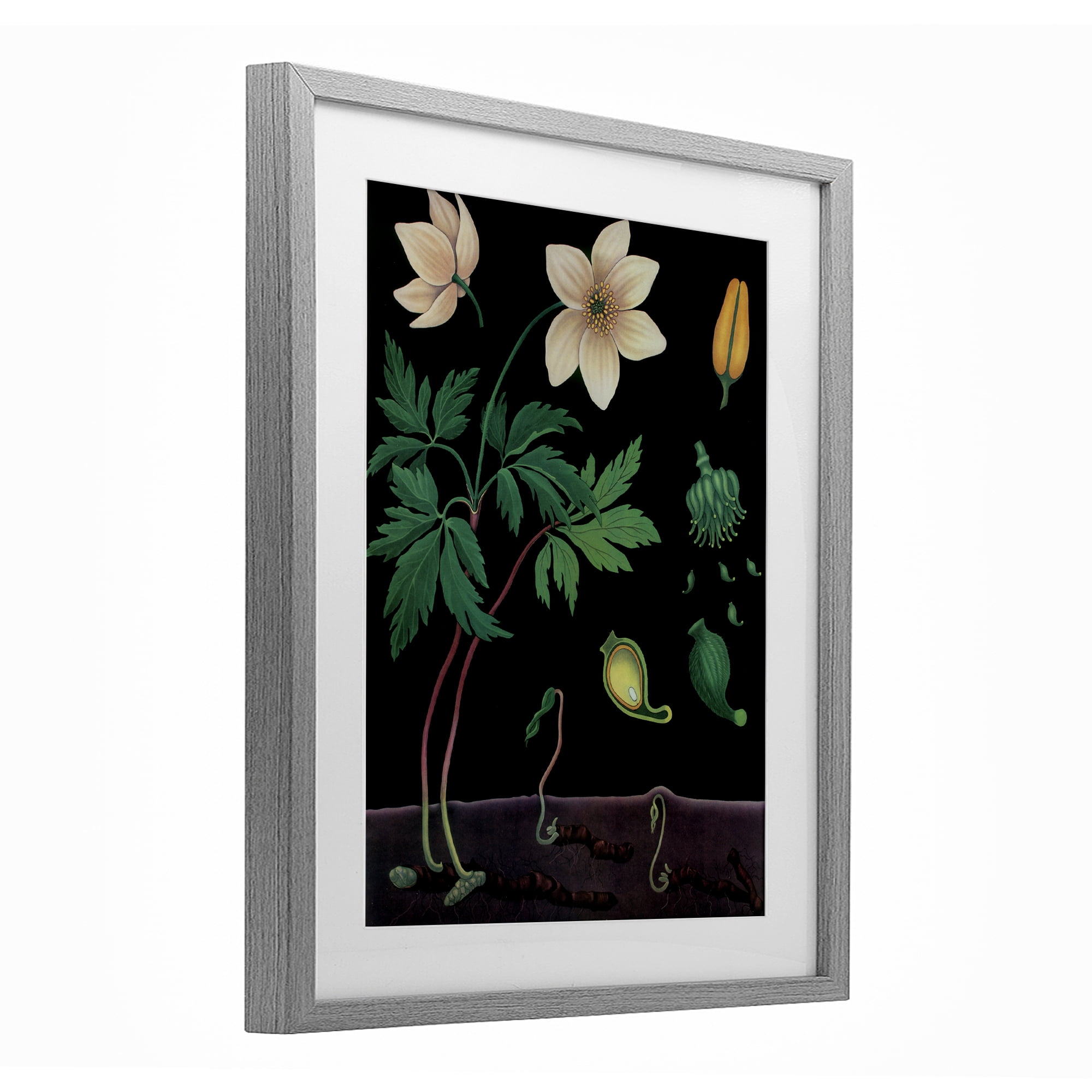 Stupell Industries Sprouting Wildflower Illustrations Gray Framed Print Under Glass, design by Vintage Hustle