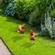 thumbnail image 5 of Outdoor Decoration Board Of Courtyard Chicken Acrylic Garden, 5 of 7