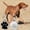 Black#571, variant on RuiJiao Personalized Pet Tag Dog Tag Tag Alloy Metal Glitter Dog Tag Blank Dog Tag Pendant Engraved Pet Accessory