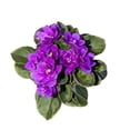thumbnail image 3 of Purple African Violets Live Plant, Random Purple Flowers Streptocarpus, Indoor Flower Plants, Blooms All Year Round 4 Inch Pot, 3 of 6