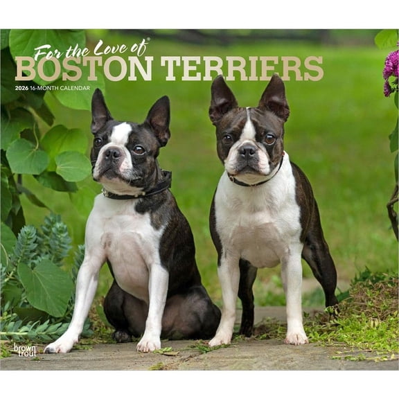 BrownTrout, Boston Terriers 2026 Deluxe Wall Calendar