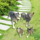 thumbnail image 1 of 4 unids / set de plástico siberiano Animal modelo de juguete para s Paquete de Regalos de cumpleaños para CUTICAT Lobos salvajes animales, 1 of 8