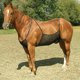 thumbnail image 3 of Horse Sheet Protector de vientre Red de abdomen Alfombra cómoda para exteriores Elasticidad Antiarañazos Protector de Sunnimix Hoja de mosca de caballo, 3 of 8