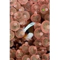 thumbnail image 2 of Shimlock, Jones 11x14 White Modern Wood Framed Museum Art Print Titled - Indonesia A Clarks anemonefish peeking out, 2 of 4