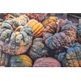 thumbnail image 3 of 20 Seeds BLACK FUTSU SQUASH Multicolored Wrinkly Skin Gold Flesh Japanese Heirloom Pumpkin Ornamental Edible Cucurbita Moschata Vegetable Seeds, 3 of 10