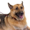 thumbnail image 3 of Country Brook Petz® 3/8 inch Nylon Dog Leash - Burgundy, 6 Foot, 3 of 7