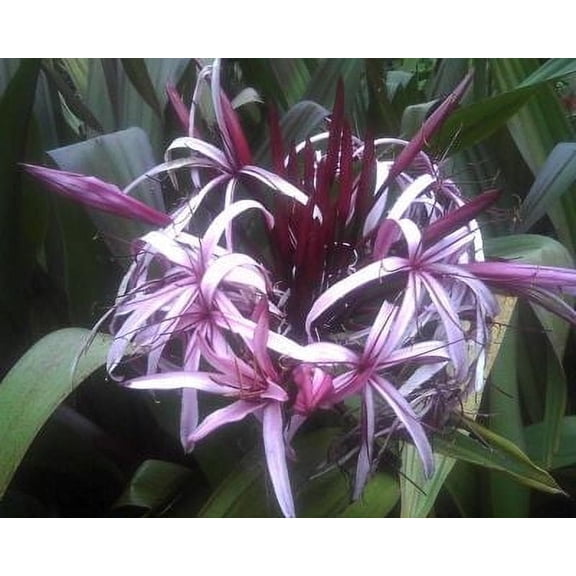 Asiatica Purple Crinum Lily Plant in a Trade Gallon (.667 gallon of dirt) pot.