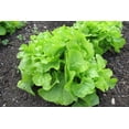 thumbnail image 6 of Oakleaf Leaf Lettuce Seeds, 1000 Heirloom Seeds Per Packet, Non GMO Seeds, 6 of 9