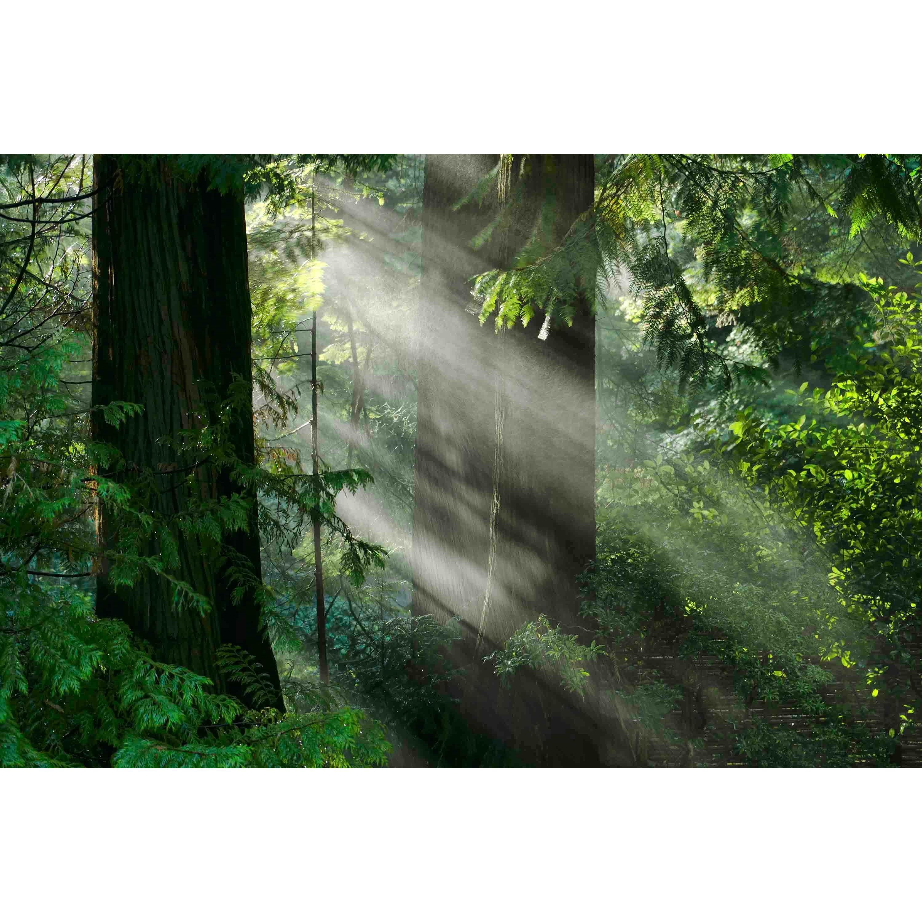 Marmont Hill "Light Through the Trees" Painting Print on Canvas
