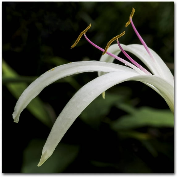 Trademark Fine Art "Graceful Lily" Canvas Art by Kurt Shaffer