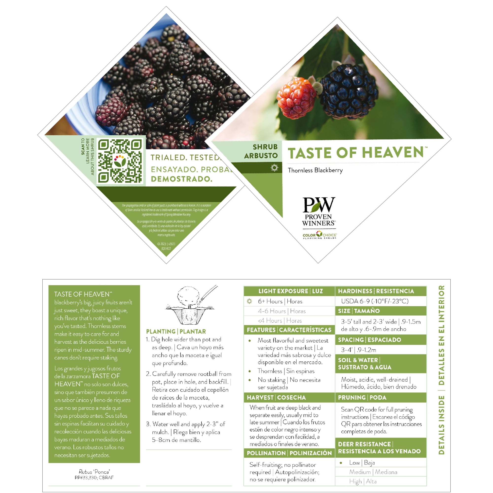 Proven Winners ColorChoice Taste of Heaven Blackberry Live Shrub (2 Gallon)