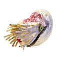 thumbnail image 1 of Children's Simulation Marine Life Model Solid Nautilus Animal Model Decoration Toys, 1 of 3