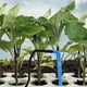 thumbnail image 2 of 200 estacas de riego por goteo en ángulo: sistema de riego para jardín con emisor automático de goteo para un crecimiento eficiente de las plantas (azul), 2 of 7