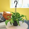 Element By Altman Plants 6" Golden Pothos Plant Live in Hanging Planter Pot, Live Trailing