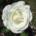 thumbnail image 3 of Heirloom Roses - Crystalline™ Hybrid Tea Rose Plant - White Rose Bushes, 3 of 3