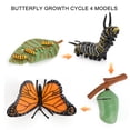 thumbnail image 2 of Fridja 4 Piece Insect Figure Butterfly Life Cycle Plastic Brood To Mature Period, 2 of 6