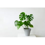 5 Seeds - Organic SPLIT LEAF PHILODENDRON Monstera Deliciosa Swiss Cheese Plant Vine Seeds