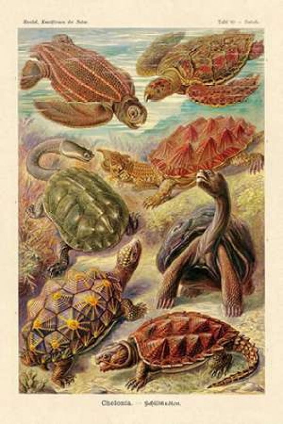 Haeckel Nature Illu