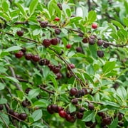 Carmine Jewel Dwarf Bush Cherry (Prunus), Dormant Bare Root Starter Fruit Tree (1-Pack)