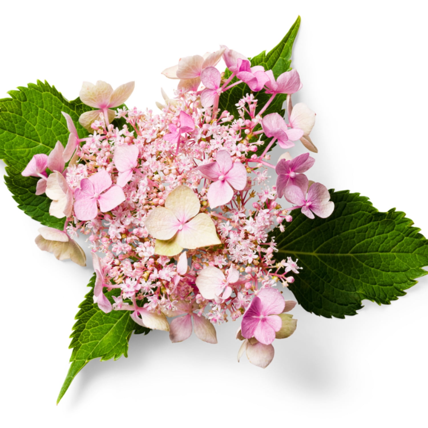 Proven Winners ColorChoice 6" Multicolor Let's Dance Can Do! Reblooming Hydrangea Live Plant in 7.5" Pot