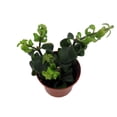 thumbnail image 2 of Twister Lipstick Plant - Aeschynanthus - 2.5" Pot, 2 of 4