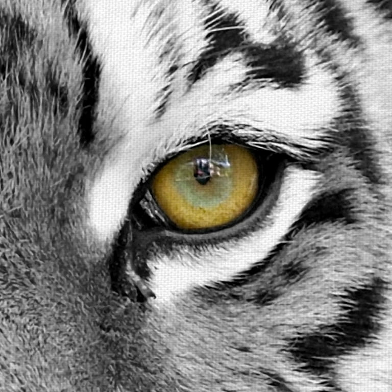 Tiger Eyes — Bengal Tiger by Thomas D. Mangelsen