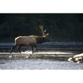 thumbnail image 2 of Bull Roosevelt elk crossing river with mergansers in the foreground; Washington United States of America, 2 of 2