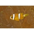 thumbnail image 2 of Posterazzi DPI1836974LARGE Anemonefish Sea Anemone Puerto Galera Philippines Asia Europe Poster Print, Large - 36 x 24, 2 of 4