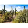 thumbnail image 2 of Bill Carson Photography 24x17 Gold Ornate Wood Framed with Double Matting Museum Art Print Titled - Into the Desert, 2 of 4