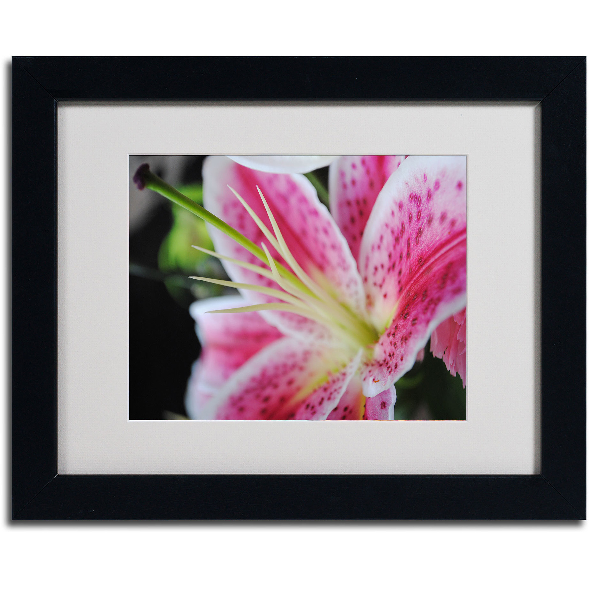 Trademark Fine Art "Pink Flower" by Monica Fleet, Black Frame