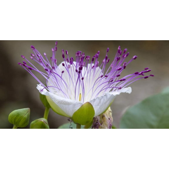 20 Caper Bush Seeds (Capparis Spinosa) Use As Medical & Culinary Herb-perennial