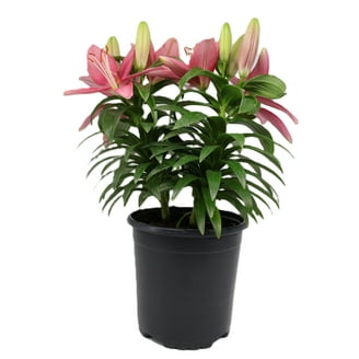 Expert Gardener Outdoor Live Plant Asiatic Lily Tiny Rocket Red