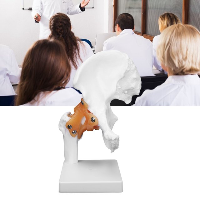Professional Hip Bone Model With Flexible Ligaments And Bony Landmarks, Human Hip Joint Model Hip Joint Teaching Skeleton