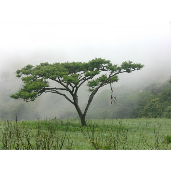 Tropical SEEDS -Umbrella Thorn Tree 10 Seeds -See Listing-  Acacia planifrons -Serendipity Seeds