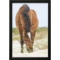 thumbnail image 2 of Wild Mustangs in Currituck National Wildlife Refuge, Corolla, Outer Banks, North Carolina, Animals Framed Art Print Wall Art by Michael DeFreitas Sold by Art.Com, 2 of 5
