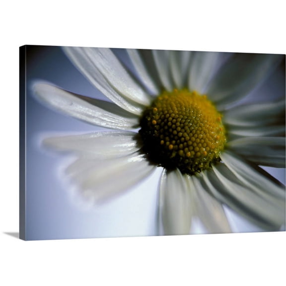 Great BIG Canvas | "Daisy Face" Canvas Wall Art - 24x16