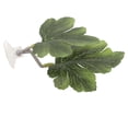 thumbnail image 4 of Betta Fish Leaf Pad Simulating Natural Spawning Leaf Betta Spawning Ground Breeding Resting Leaf, 4 of 9