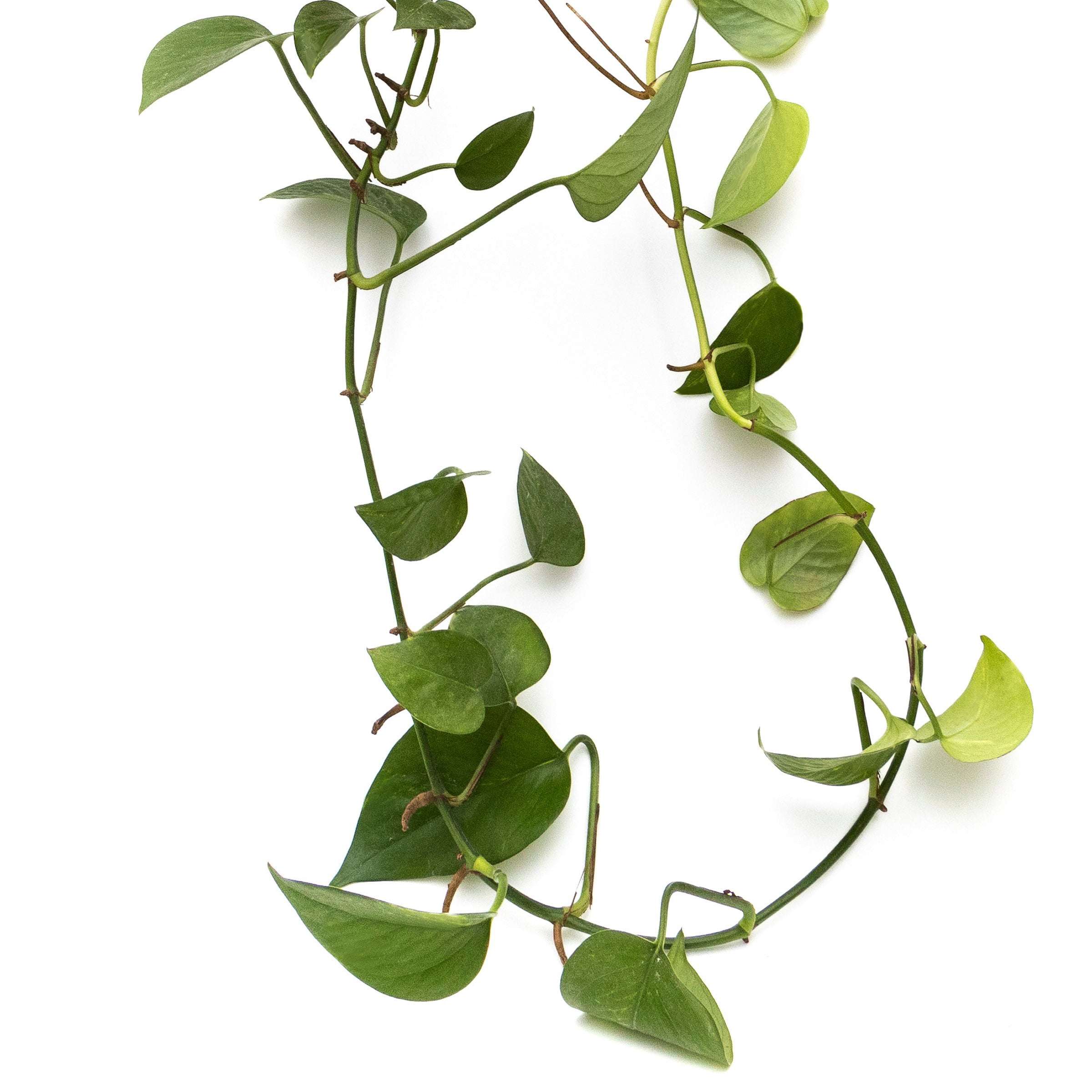 6 in. Philodendron Cordatum Plant in Grower Container