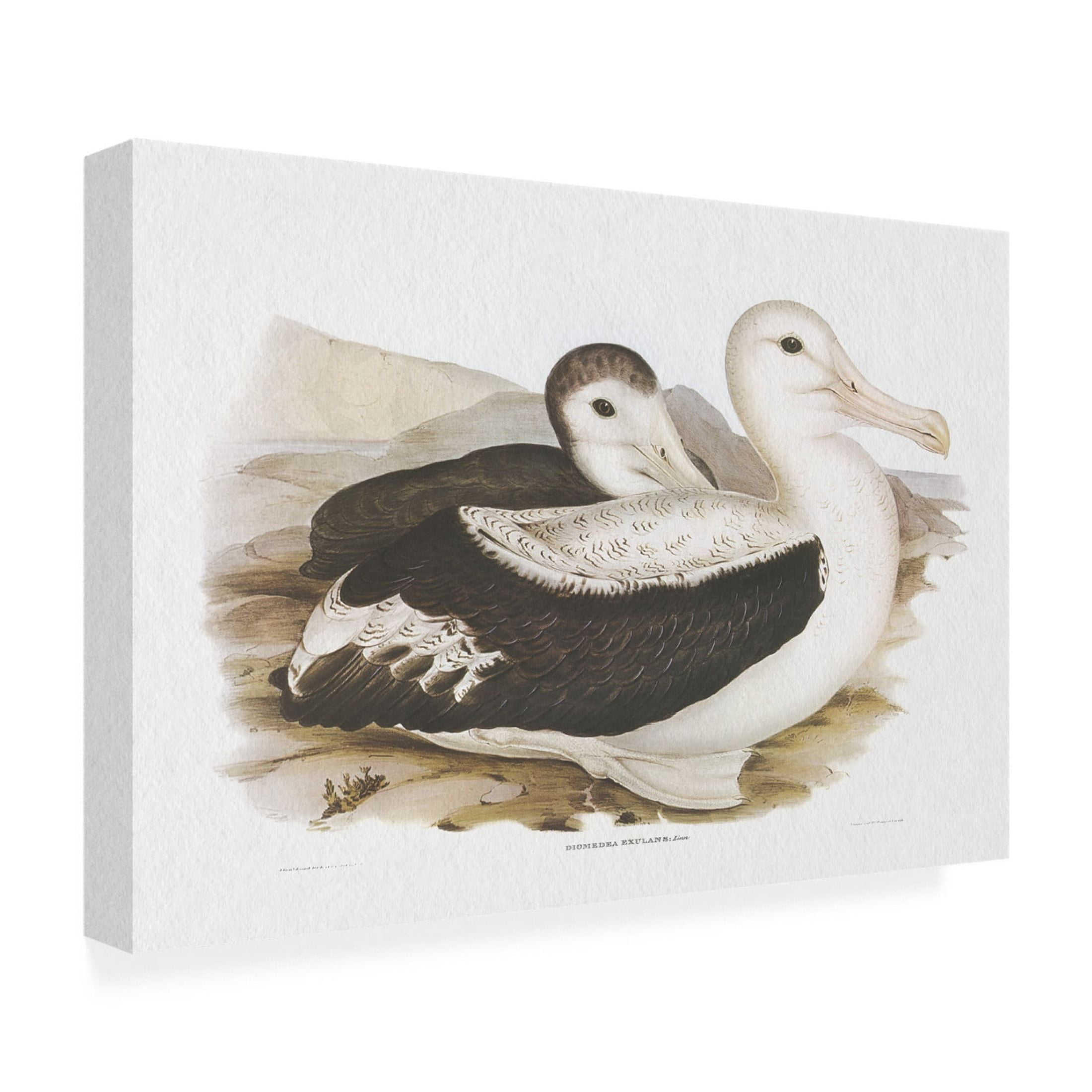 Trademark Fine Art Elizabeth Gould  Seabird Pairing III Canvas Wall Art