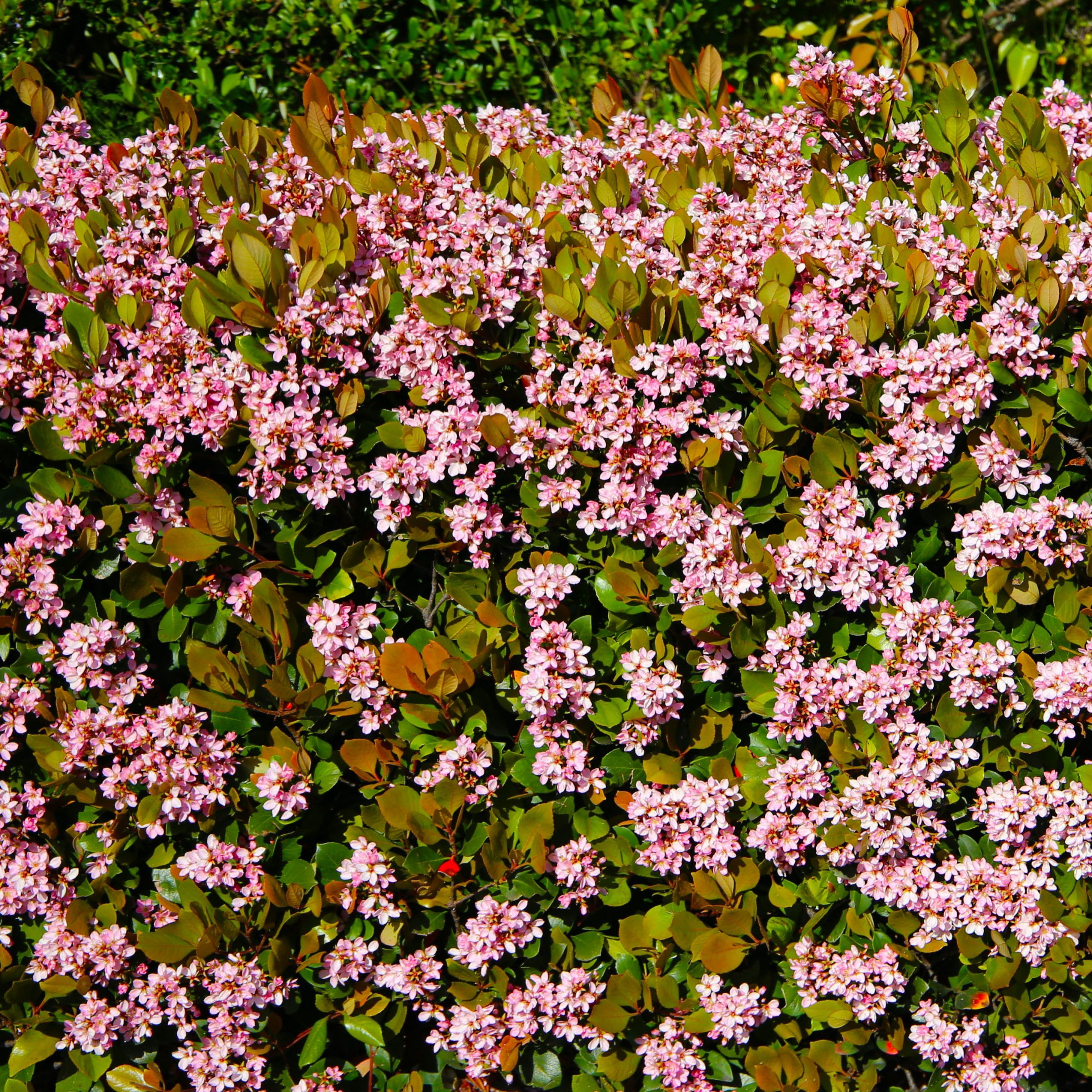 National Plant Network 3 gal. Indian Hawthorn Eleanor Taber Live Shub