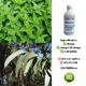 thumbnail image 4 of Enjuague Bucal Natural Sabor Menta 250 ml, 4 of 4
