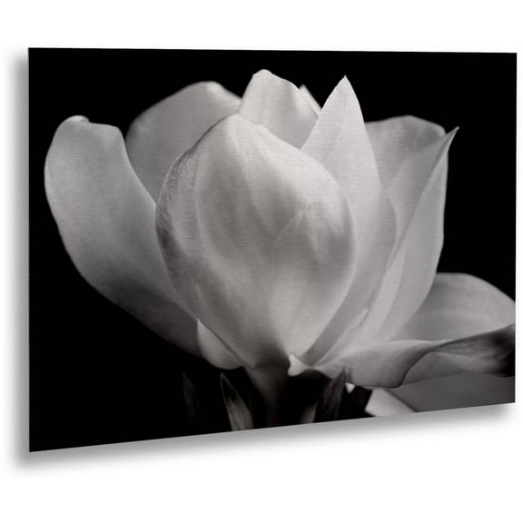 Michael Harrison 'Gardenia' Floating Brushed Aluminum Art