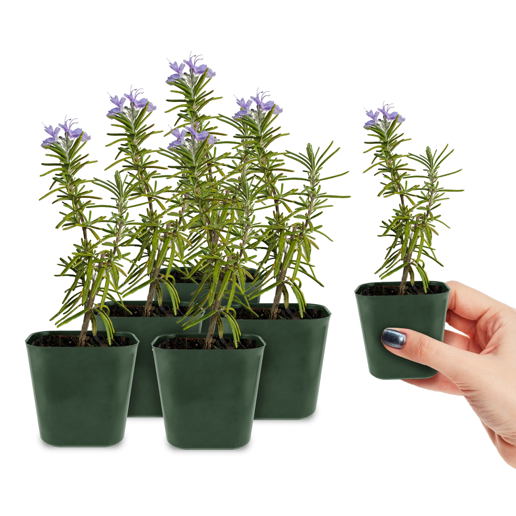 My Shelfie - Rosemary Plant Starter, Aromatic Rosemary Plants Live in 2-Inch Pot, Live Plants 2-3 Inch Tall, Blue-Purple Rosemary Herb Plants, Bee-Friendly, Green, 5-Pack