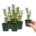 thumbnail image 2 of My Shelfie - Rosemary Plant Starter, Aromatic Rosemary Plants Live in 2-Inch Pot, Live Plants 2-3 Inch Tall, Blue-Purple Rosemary Herb Plants, Bee-Friendly, Green, 5-Pack, 2 of 9