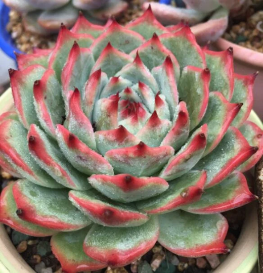Echeveria Pink Tips Live Succulent Plant Rooted in 4inch Planter Wedding Birthday Christmas Gift Home Office Decor